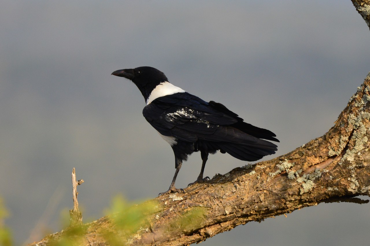 Corvus albus Corvus albus